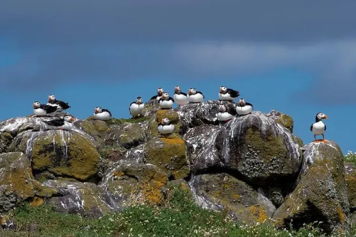 Framed Print : Group Of Seabird Species Atlantic Puffin (Fratercula arctica) Framed Print : Group Of Seabird Species Atlantic Puffin (Fratercula arctica)
