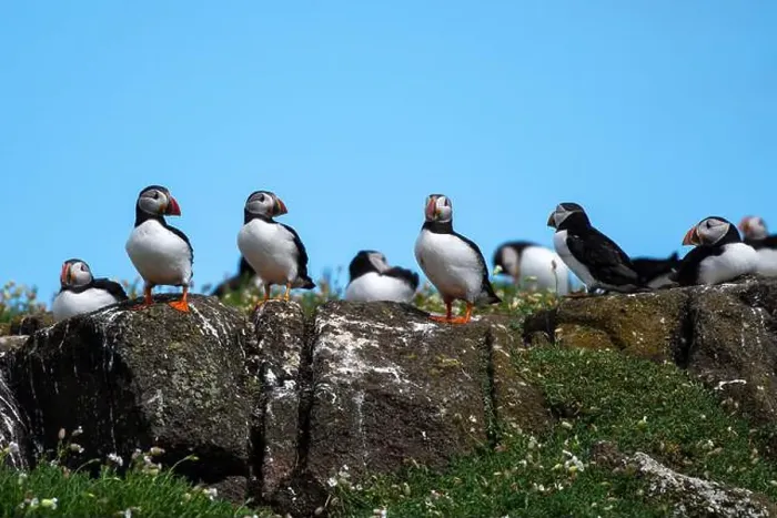 Framed Print : Group Of Seabird Species Atlantic Puffin (Fratercula arctica) Framed Print : Group Of Seabird Species Atlantic Puffin (Fratercula arctica)