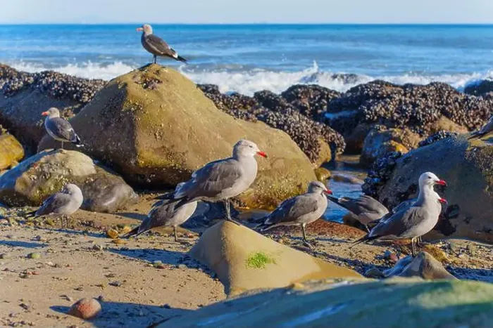 Framed Print : Group of seagulls perched on rocks by the shore, with waves gently crashing in the background at Malibu Beach
