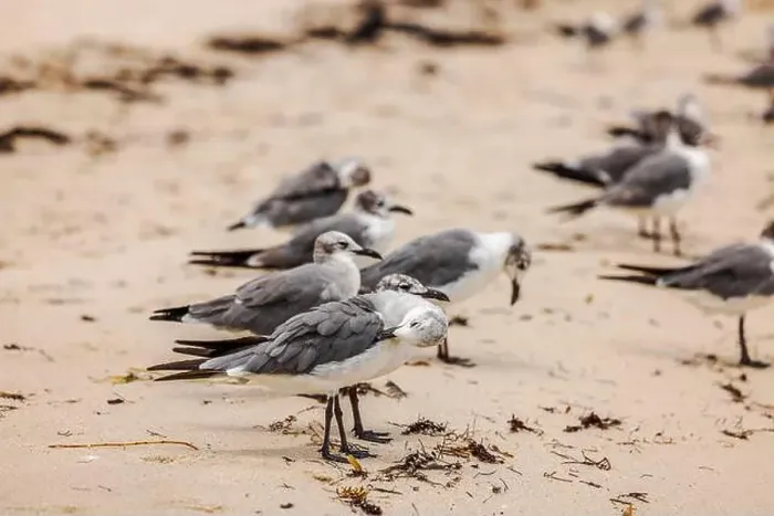 Framed Print : Group of seagulls resting on sandy beach, preening feathers, with seaweed scattered around. USA Framed Print : Group of seagulls resting on sandy beach, preening feathers, with seaweed scattered around. USA