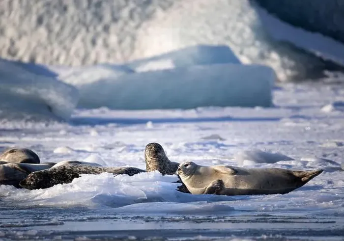 Framed Print : A group of seals enjoys a sunny day on the frozen surface in the middle of glacial Iceland Framed Print : A group of seals enjoys a sunny day on the frozen surface in the middle of glacial Iceland