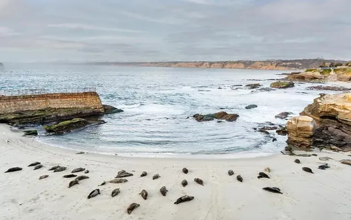 Framed Print : A group of seals are resting on the beach at La Jolla, San Diego, Calirfornia Framed Print : A group of seals are resting on the beach at La Jolla, San Diego, Calirfornia
