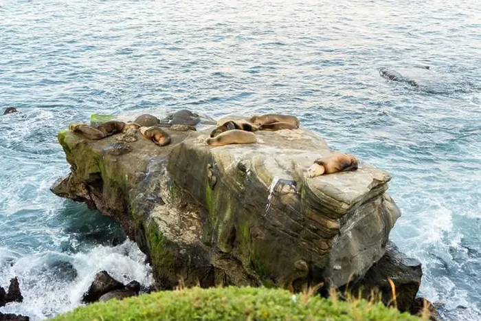 Framed Print : A group of seals are resting on a rock in the ocean at La jolla Cove, San Diego, California Framed Print : A group of seals are resting on a rock in the ocean at La jolla Cove, San Diego, California