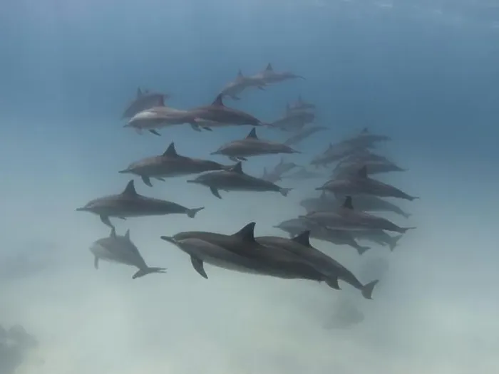 Framed Print : Group of spinner dolphins in the blue sea underwater Framed Print : Group of spinner dolphins in the blue sea underwater