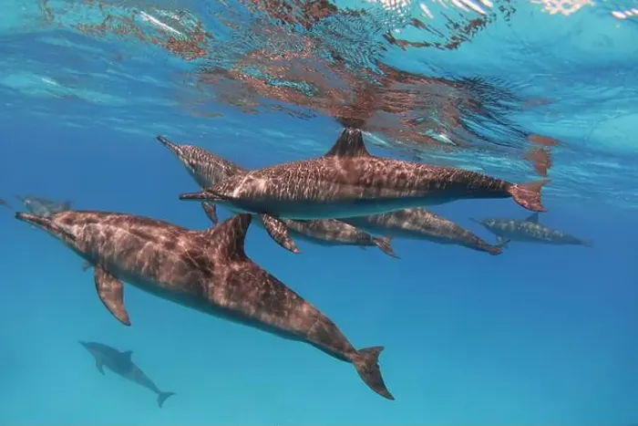 Framed Print : Group of spinner dolphins (Stenella longirostris) in the blue sea underwater Framed Print : Group of spinner dolphins (Stenella longirostris) in the blue sea underwater