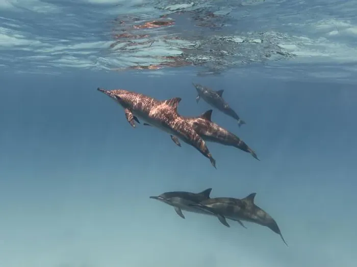 Framed Print : Group of spinner dolphins swimming in the blue sea underwater Framed Print : Group of spinner dolphins swimming in the blue sea underwater