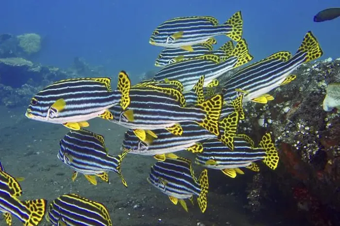 Framed Print : Group of striped fish with yellow fins Framed Print : Group of striped fish with yellow fins