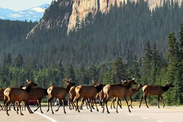 Framed Print : A group of wapitis on route 16 east of Jasper, Alberta, Canada Framed Print : A group of wapitis on route 16 east of Jasper, Alberta, Canada