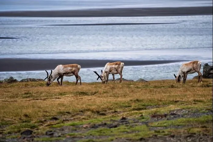 Framed Print : Group of wild reindeer grazing along the Icelandic coastline Framed Print : Group of wild reindeer grazing along the Icelandic coastline
