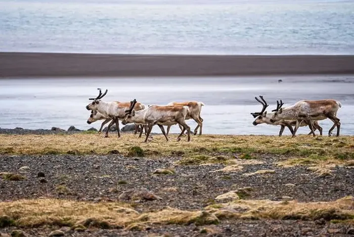 Framed Print : Group of wild reindeer grazing along the Icelandic coastline Framed Print : Group of wild reindeer grazing along the Icelandic coastline