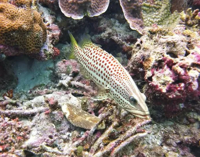 Framed Print : Grouper Fish, Grouper saltwater fish Deep Sea Exploration 2025 Framed Print : Grouper Fish, Grouper saltwater fish Deep Sea Exploration 2025