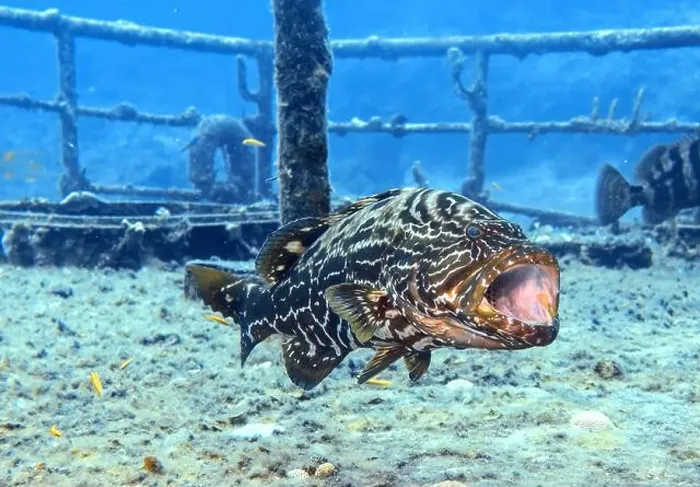 Framed Print : Grouper Fish, Grouper saltwater fish Deep Sea Exploration 2025 Framed Print : Grouper Fish, Grouper saltwater fish Deep Sea Exploration 2025