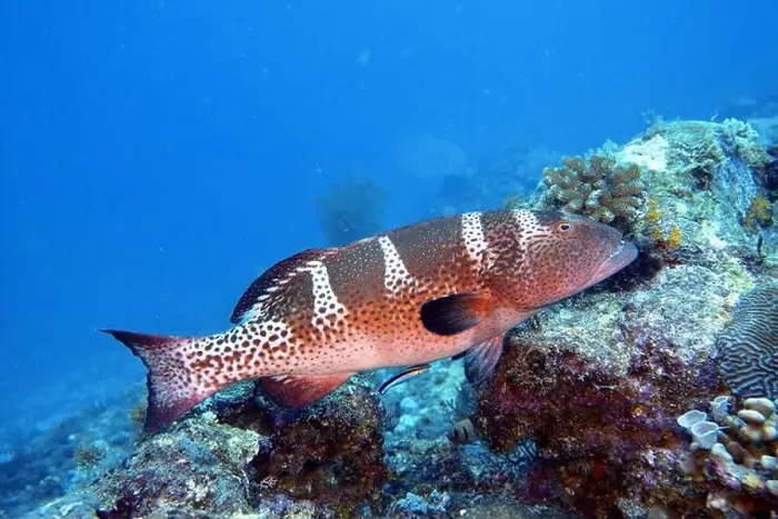 Framed Print : Grouper Fish, Grouper saltwater fish Deep Sea Exploration 2025 Framed Print : Grouper Fish, Grouper saltwater fish Deep Sea Exploration 2025
