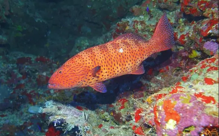 Framed Print : Grouper Fish, Grouper saltwater fish Deep Sea Exploration 2025 Framed Print : Grouper Fish, Grouper saltwater fish Deep Sea Exploration 2025