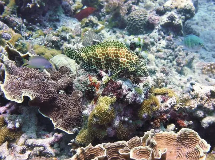 Framed Print : Grouper Fish, Grouper saltwater fish Deep Sea Exploration 2025 Framed Print : Grouper Fish, Grouper saltwater fish Deep Sea Exploration 2025