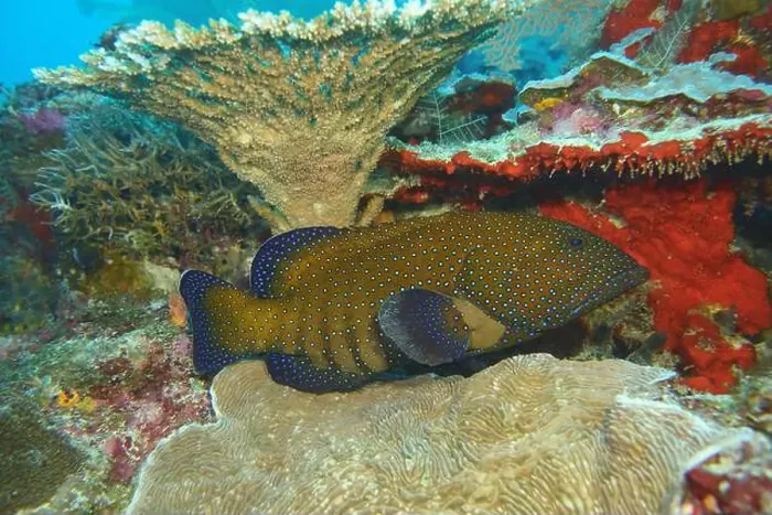 Framed Print : Grouper Fish, Grouper saltwater fish Deep Sea Exploration 2025 Framed Print : Grouper Fish, Grouper saltwater fish Deep Sea Exploration 2025