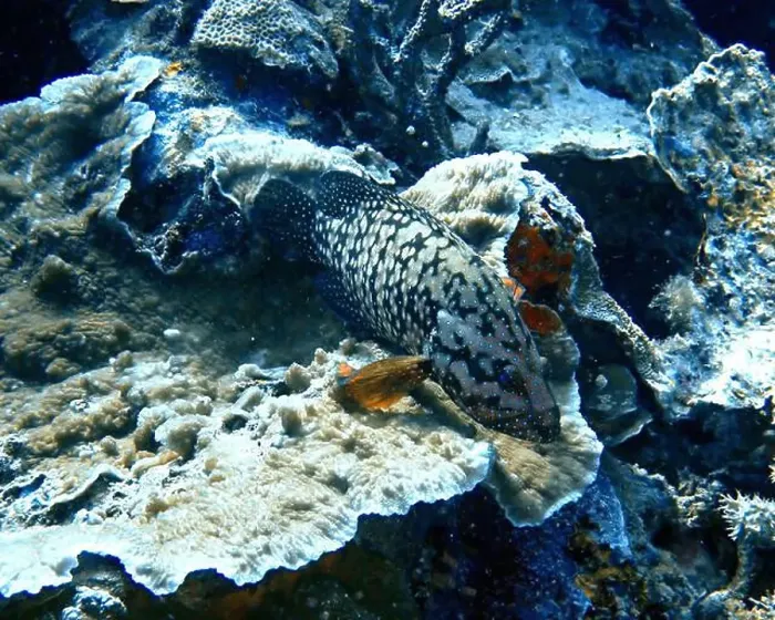Framed Print : Grouper Fish, Grouper saltwater fish Deep Sea Exploration 2025 Framed Print : Grouper Fish, Grouper saltwater fish Deep Sea Exploration 2025