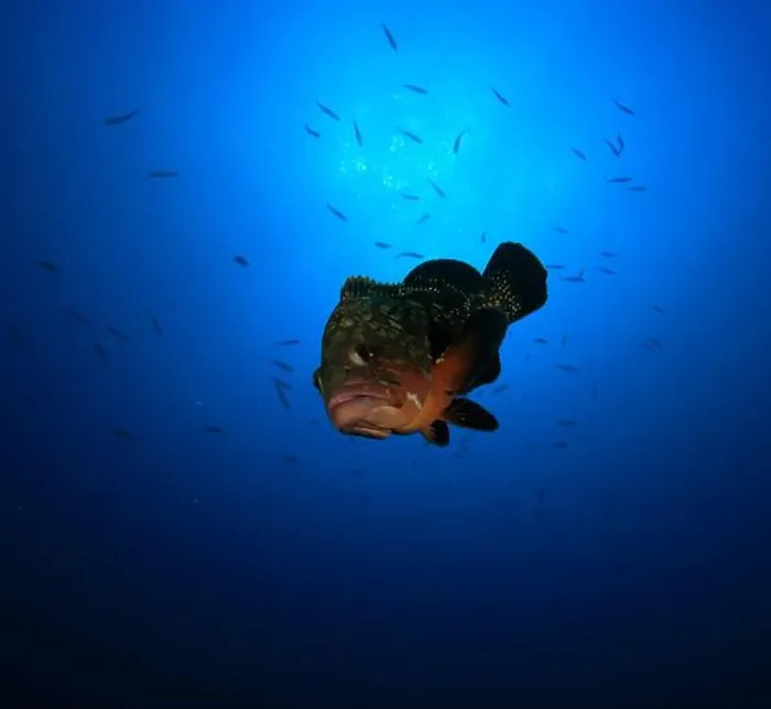 Framed Print : A grouper swims in the ocean surrounded by small fish Framed Print : A grouper swims in the ocean surrounded by small fish