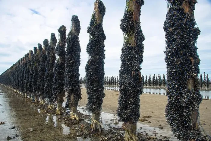 Framed Print : growing mussels in the sea on rope and poles at France coast in Normandy Framed Print : growing mussels in the sea on rope and poles at France coast in Normandy