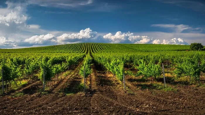 Framed Print : Growing vineyard and cloudy sky landscape Framed Print : Growing vineyard and cloudy sky landscape