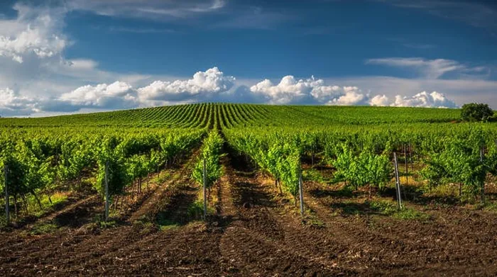 Framed Print : Growing vineyard and cloudy sky landscape Framed Print : Growing vineyard and cloudy sky landscape