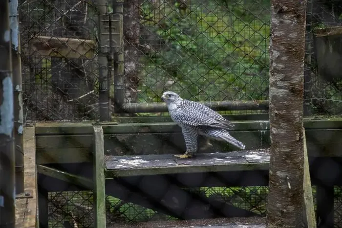 Framed Print : Gryfalcon at Salmonier Nature Park on NL 90 in Holyrood, Newfoundland & Labrador, Canada Framed Print : Gryfalcon at Salmonier Nature Park on NL 90 in Holyrood, Newfoundland & Labrador, Canada