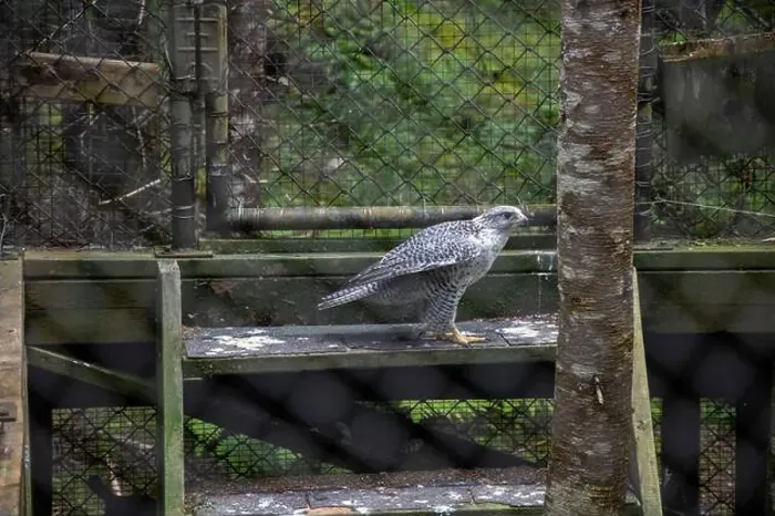 Framed Print : Gryfalcon at Salmonier Nature Park on NL 90 in Holyrood, Newfoundland & Labrador, Canada Framed Print : Gryfalcon at Salmonier Nature Park on NL 90 in Holyrood, Newfoundland & Labrador, Canada