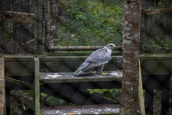 Framed Print : Gryfalcon at Salmonier Nature Park on NL 90 in Holyrood, Newfoundland & Labrador, Canada Framed Print : Gryfalcon at Salmonier Nature Park on NL 90 in Holyrood, Newfoundland & Labrador, Canada