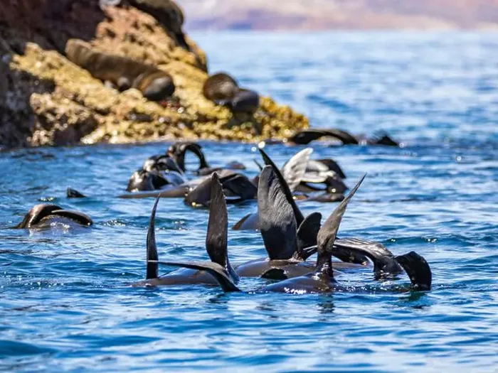 Framed Print : Guadalupe fur seals (Arctocephalus townsendi) Framed Print : Guadalupe fur seals (Arctocephalus townsendi)
