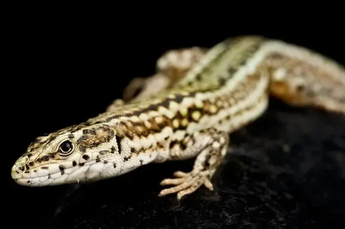Framed Print : Guadarrama Wall Lizard (Podarcis guadarramae) male Framed Print : Guadarrama Wall Lizard (Podarcis guadarramae) male