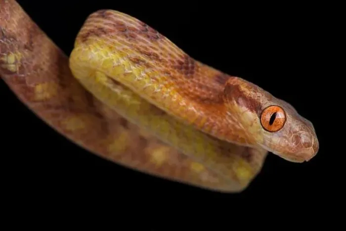 Framed Print : Guangxi Cat Snake (Boiga guangxiensis) Framed Print : Guangxi Cat Snake (Boiga guangxiensis)