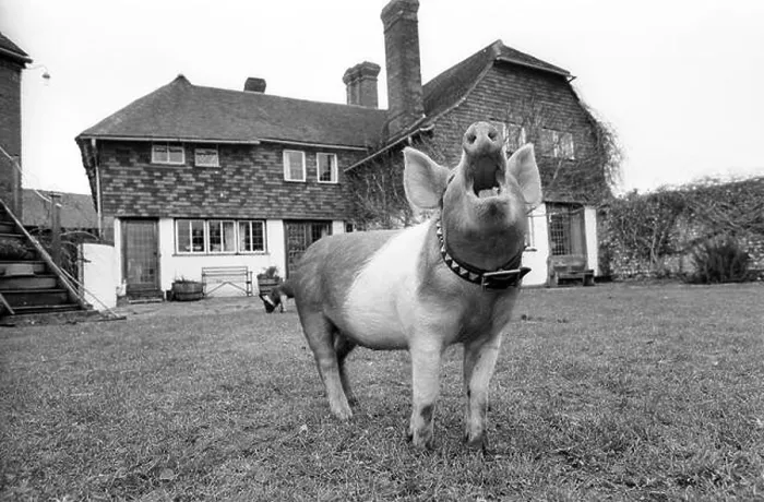 Framed Print : Guard Hog.... Ophelia, an 11 week old Tamwoth Pig, is being trained by farmer William Wallace to protect his property at Cowfold Framed Print : Guard Hog.... Ophelia, an 11 week old Tamwoth Pig, is being trained by farmer William Wallace to protect his property at Cowfold