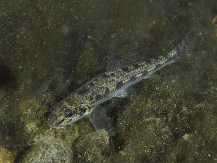Framed Print : A gudgeon (Gobio gobio) with a distinctive scale pattern gliding over the substrate Framed Print : A gudgeon (Gobio gobio) with a distinctive scale pattern gliding over the substrate
