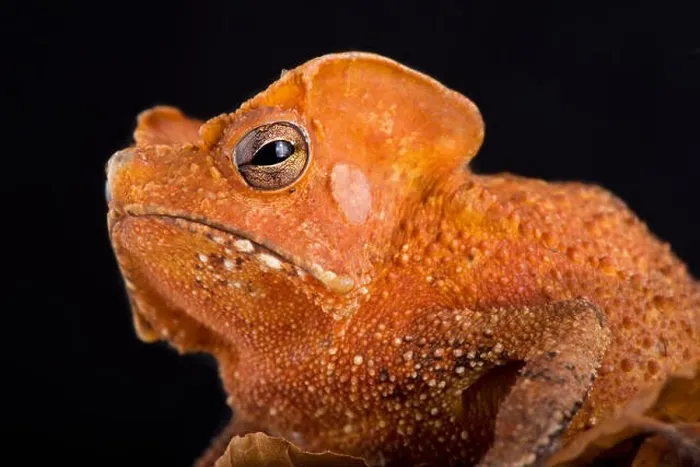 Framed Print : The Guiana Shield Leaf Toad (Rhinella lescurei) is a bizar