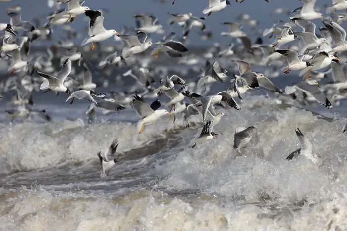 Framed Print : Gulls in feeding frenzy Framed Print : Gulls in feeding frenzy