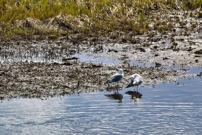 Framed Print : Two gulls standing in the water at Potter Marsh on a sunny spring day in Anchorage, Alaska Framed Print : Two gulls standing in the water at Potter Marsh on a sunny spring day in Anchorage, Alaska