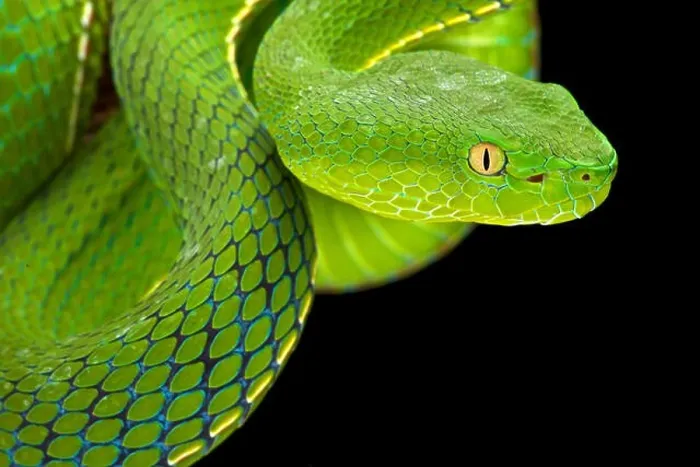 Framed Print : Gumprecht's green pitviper (Trimeresurus gumprechti ) Framed Print : Gumprecht's green pitviper (Trimeresurus gumprechti )