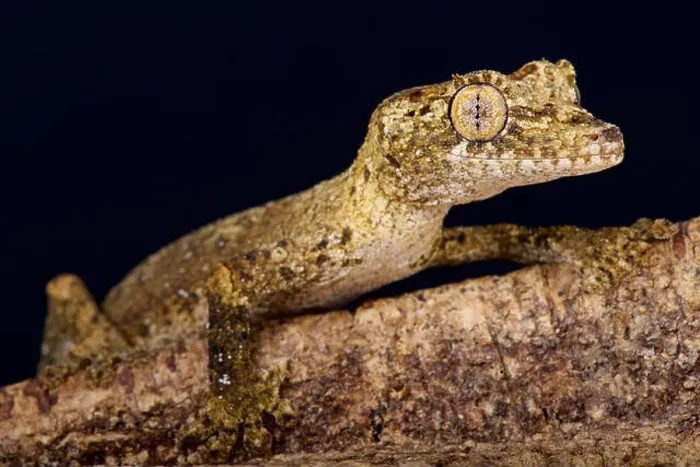 Framed Print : Gunther's leaf tailed gecko / Uroplatus guentheri Framed Print : Gunther's leaf tailed gecko / Uroplatus guentheri