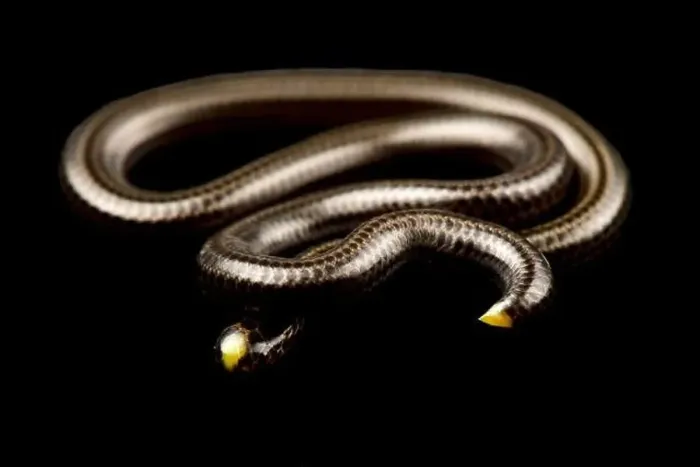 Framed Print : Guyana Treadsnake (Epictia tenella) Framed Print : Guyana Treadsnake (Epictia tenella)