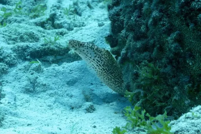 Framed Print : A Gymnothorax moringa, or spotted moray, peers out from its hiding spot among corals in the clear waters around Bonaire Framed Print : A Gymnothorax moringa, or spotted moray, peers out from its hiding spot among corals in the clear waters around Bonaire