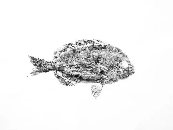 Framed Print : Gyotaku print of kurodai fish made with black ink on white background Framed Print : Gyotaku print of kurodai fish made with black ink on white background