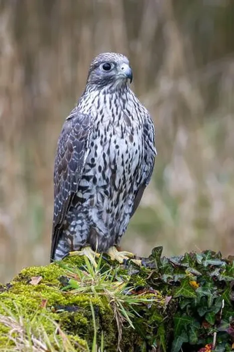 Framed Print : The Gyrfalcon is a carnivorous raptor preying on birds and mammals. Photo taken in Arctic tundra Framed Print : The Gyrfalcon is a carnivorous raptor preying on birds and mammals. Photo taken in Arctic tundra