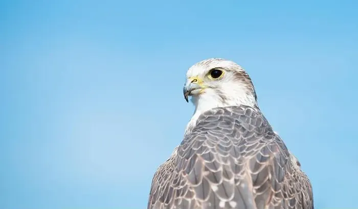 Framed Print : Gyrfalcon portrait, blue sky, wildlife, raptor bird of prey, habitat, Falco rusticolus Framed Print : Gyrfalcon portrait, blue sky, wildlife, raptor bird of prey, habitat, Falco rusticolus