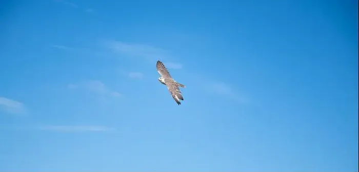 Framed Print : Gyrfalcon, wildlife, raptor bird of prey flying in the blue sky, Falco rusticolus