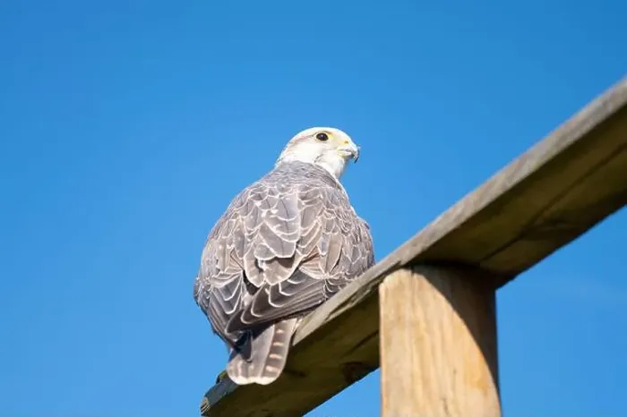 Framed Print : Gyrfalcon, wildlife, raptor bird of prey on a tree trunk, habitat, blue sky, Falco rusticolus Framed Print : Gyrfalcon, wildlife, raptor bird of prey on a tree trunk, habitat, blue sky, Falco rusticolus