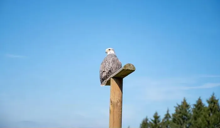 Framed Print : Gyrfalcon, wildlife, raptor bird of prey on a tree trunk, habitat, forest and meadow landscape, Falco rusticolus Framed Print : Gyrfalcon, wildlife, raptor bird of prey on a tree trunk, habitat, forest and meadow landscape, Falco rusticolus