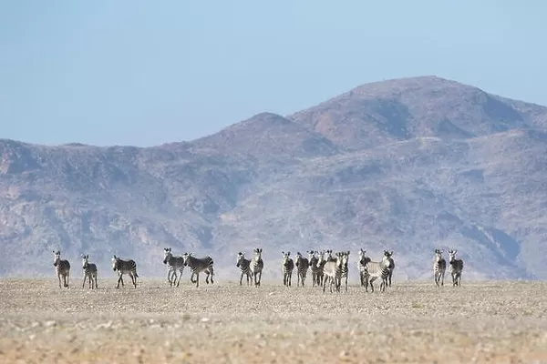 Haartmans mountain Zebra