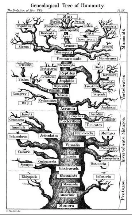 Framed Print : Haeckel's scheme of evolution displayed in the form of a tree, 1910. Artist: Ernst Haeckel Framed Print : Haeckel's scheme of evolution displayed in the form of a tree, 1910. Artist: Ernst Haeckel