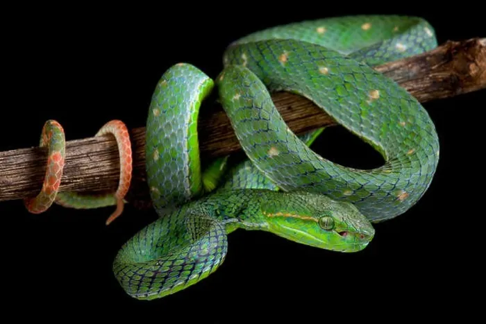 Framed Print : Hagen's green pitviper, Parias hageni
