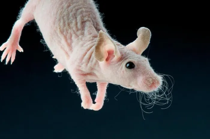 Framed Print : Hairless mouse Framed Print : Hairless mouse